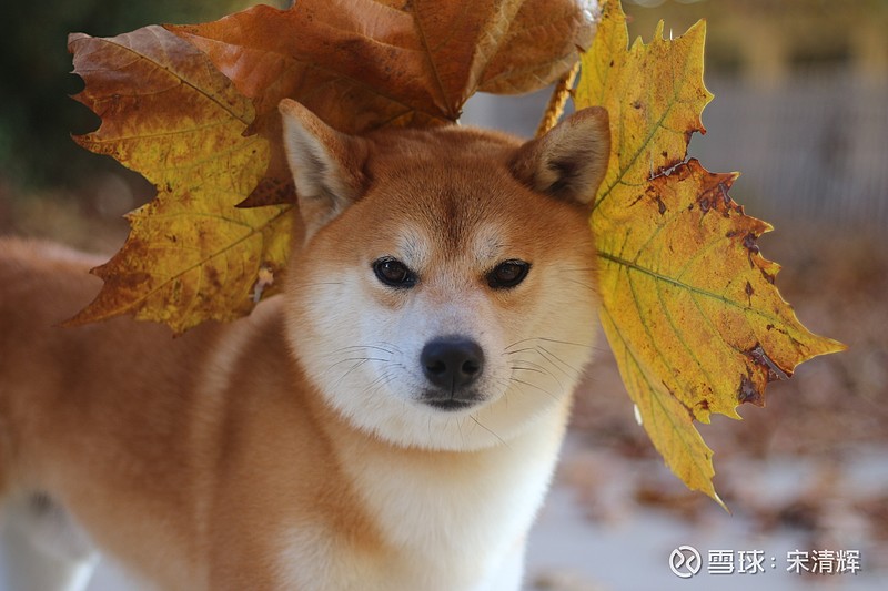 超過十億枚代幣死錢包銷毀，柴犬銷毀率飆升八千百分之現象深度解析