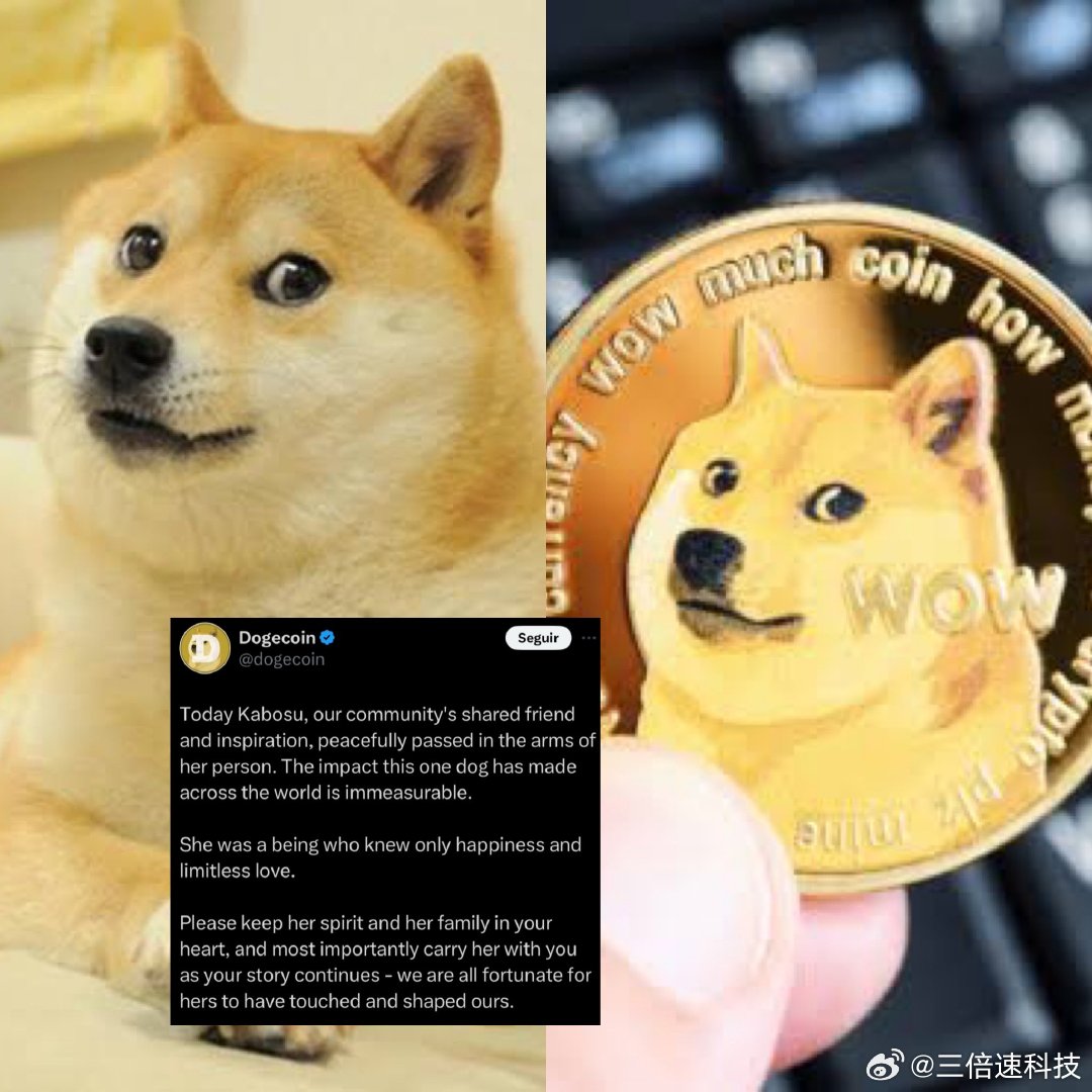 超過十億枚代幣被發送到死錢包，柴犬銷毀率飆升逾八千百分之驚人現象解析