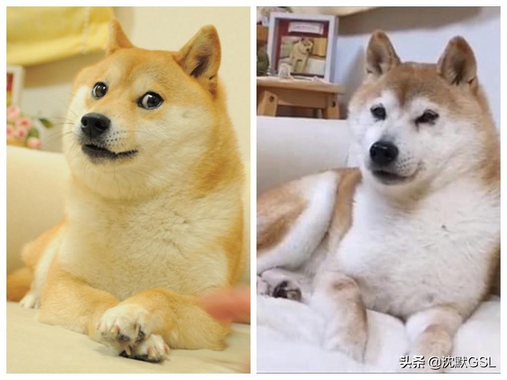 狗狗幣下跌，但Meme幣的流血現象更為嚴峻