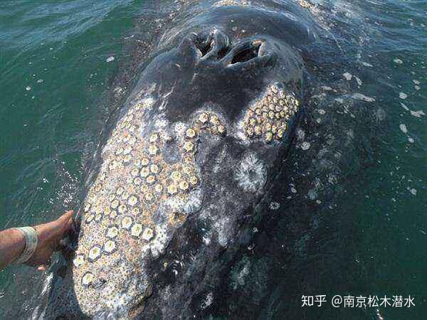 被資本藤壺侵蝕的利維坦，解構(gòu)以太坊的去中心化困境與重生之路