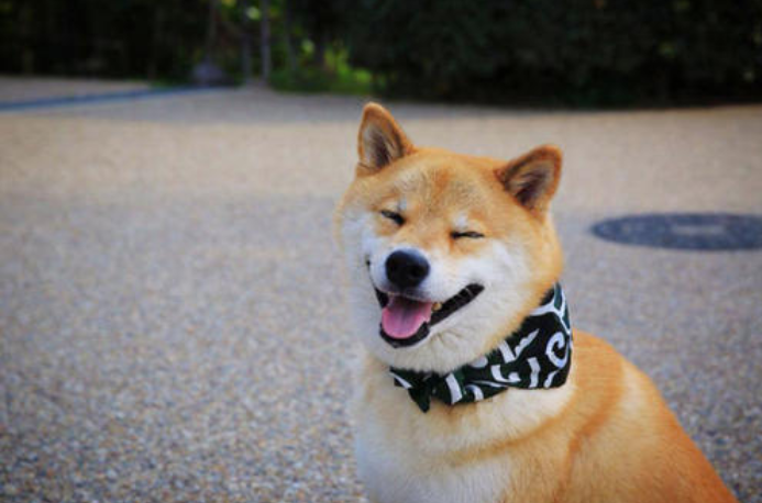 死亡交叉形成，燒傷率下降，柴犬面臨45%的崩潰風(fēng)險