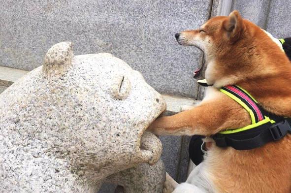 死亡交叉形成，燒傷率下降，柴犬面臨45%的崩潰風(fēng)險
