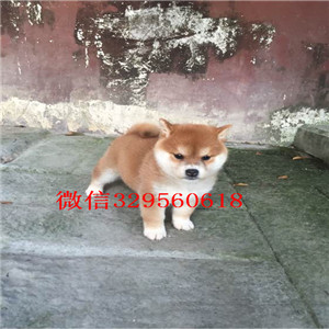 柴犬價格形成兩種風險模式，紅色警報
