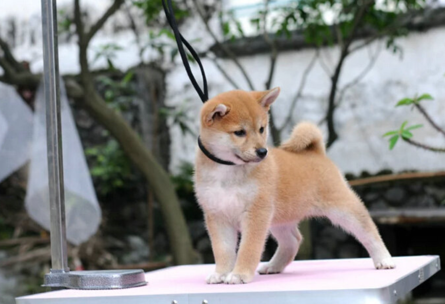 柴犬價格形成兩種風險模式，紅色警報