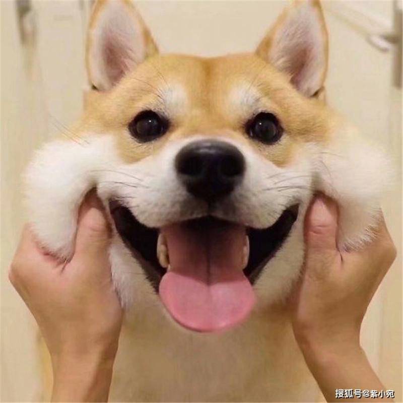 柴犬價格形成兩種風險模式，紅色警報