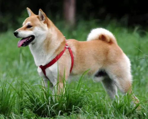 鯨魚出售，燃燒速度放緩，柴犬價(jià)格暴跌